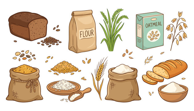 Whole grain vector illustration set featuring healthy wheat spikes flour bags rye bread oatmeal box and raw cereal grains