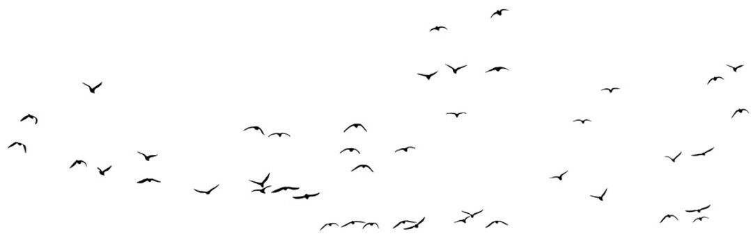 png flock of birds flying in sky isolated transparent or white background