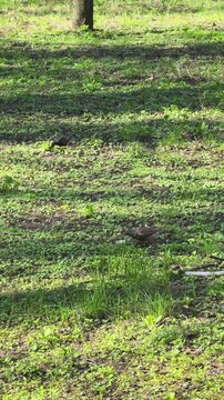 Song thrush standing on green grass in a sunlit spring park with fresh vegetation