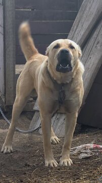 A Large Aggressive Alabai Guard Dog Sitting On A Chain And Barking Fiercely Directly Into The Camera Lens Creating A Powerful Security And Protection Concept