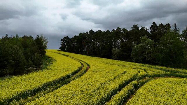 Horizontal drone footage flying over a yellow agricultural field under cloudy skies