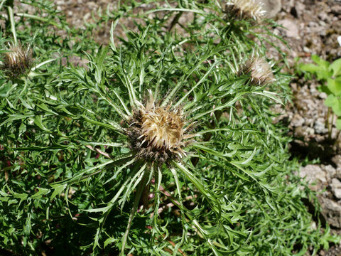Faded and maturing flower head of a stemless carline thistle, Carlina acaulis, surrounded by characteristic deeply divided and strongly spined green leaves. Detailed view of a late developmental stage
