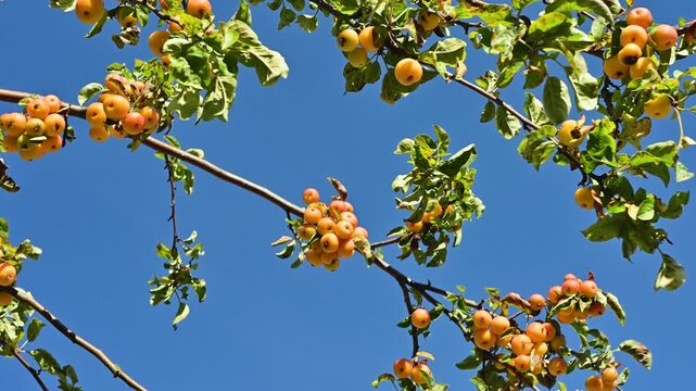 Crabapples (wild apples) hanging on branches of fruit tree under sky on sunny day. 4K slow motion footage