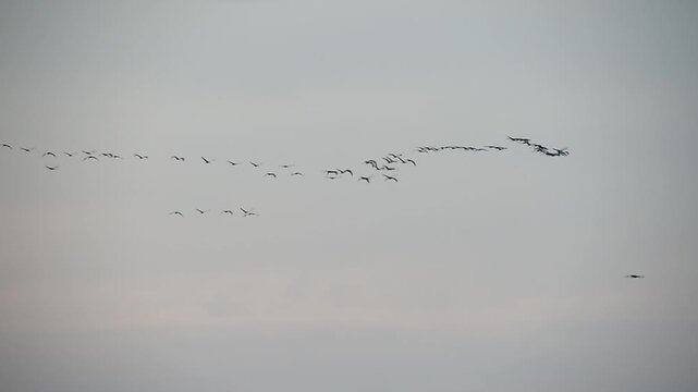 Kraniche fliegen zusammen 