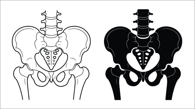 Human pelvis and hip bone anatomy outline and silhouette icon, medical vector illustration for orthopedic healthcare, anatomy education and clinical design.