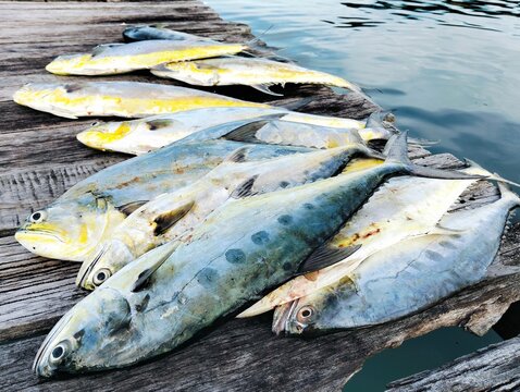  queenfish fishing at wooden bridge 