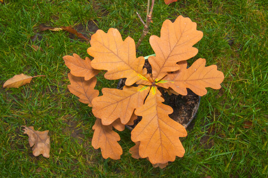 Oak sapling with yellow autumn leaves on grass (top view)