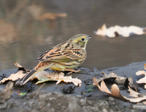 Yellowhammer (Emberiza citrinella) female drinking at a forest stream in October.
