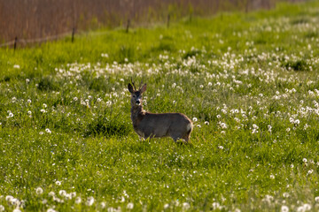 Roe deer buck standing in a sunlit meadow with dandelions © Mira