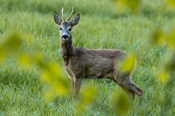Roe deer buck standing in tall grass and looking at camera © Mira