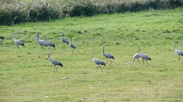 Kraniche rasten auf einer Wiese