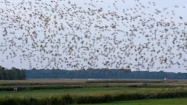 Nonneng&auml;nse fliegen mit Enten im Schwarm 