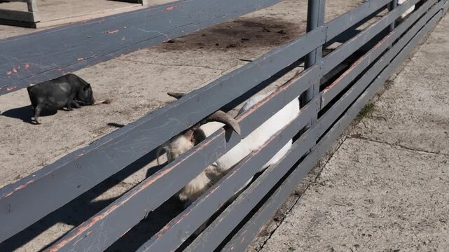 Cute little piglet and
goat together in the corral on a farm