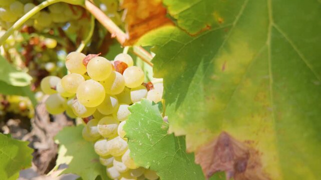 Unhealthy bunch of white grapes getting moldy and decaying on the vine due to a plant disease like botrytis, also known as gray mold, compromising the entire harvest and wine production