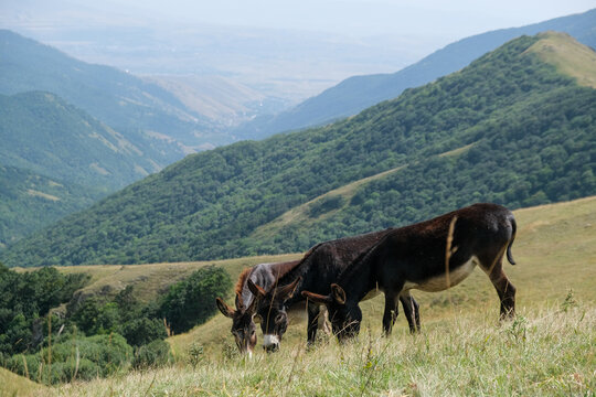 Three donkeys eat grass close together on mountain meadows. Donkeys are kept in mountainous regions as working pack animals valued for endurance and their ability to carry loads.