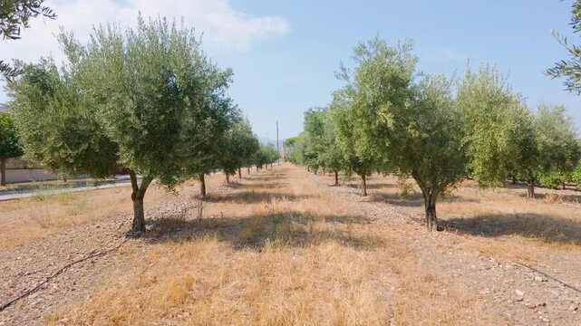 Perspective view moving forward through rows of olive trees in a mediterranean agricultural plantation on a sunny day. Cultivation for producing extra virgin olive oil in a typical farm landscape
