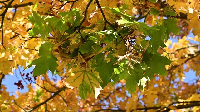 Green and yellow maple leaves with seeds cluster on a tree branch moving gently in soft light. Useful for botany education, seasonal autumn video and natural background. 4K slow motion footage