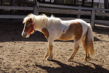 A small white and brown pony wearing a red halter stands calmly in a sandy paddock at a farm on a sunny day. © VikSid