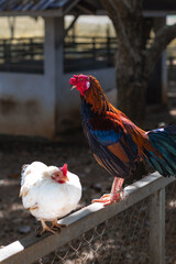 A colorful rooster and a white hen standing together on a wire fence in a rustic farmyard setting, showcasing rural livestock. © VikSid
