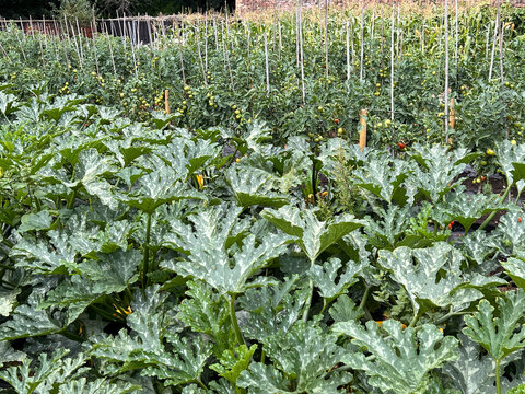  sprawling zucchini plants with mottled leaves in front of staked tomato vines bearing green and ripening fruit, conveying abundance, summer harvest and organic gardening.