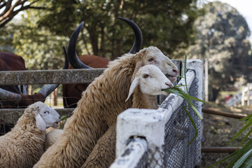 A group of sheep eating fresh green grass from a fence in a rural farm enclosure, with a brown animal visible in the background. © VikSid