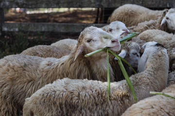 Close-up of sheep chewing green grass in an outdoor pen on a livestock farm, surrounded by a herd during feeding time. © VikSid