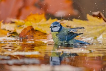 A cute blue tit bathes in a forest pond in autumn.  Autumn scene with a colorful titmouse. A funny moment with a blue tit. Parus caeruleus. Cyanistes caeruleus © Monikasurzin