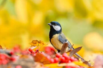 A great tit sits on the ground and eats red berries. Autumn scene with a great tit. A great tit in autumn. A  colorful titmouse in the nature habitat. Parus major.  © Monikasurzin