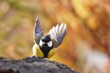 A great tit takes off from the ground. Autumn scene with a great tit. A great tit in autumn. A  colorful titmouse in the nature habitat. Parus major.  © Monikasurzin