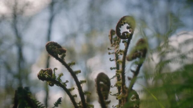 Close-up of curled fern fiddleheads unfurling in the spring woodland, a delicate macro nature detail.