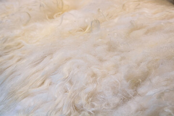 Close up texture of natural Soft white sheepskin texture background with natural curly fluffy fibers © Olha K