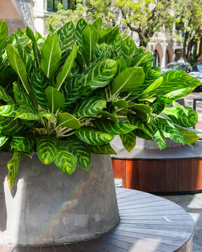 Lush Tropical Green Foliage in Large Urban Planter