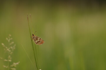 una farfalla melitaea athalia al tramonto in primavera © Simona