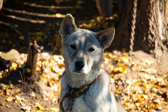 Fluffy wolfdog laika in autumn
