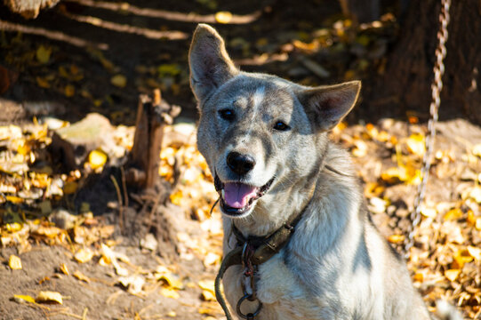Fluffy wolfdog laika in autumn
