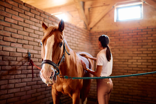 Young woman caring for a brown horse, brushing its coat inside a stable with a brick wall and natural light