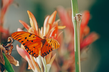 butterfly on flower © Eduardo