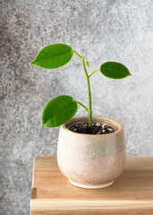 Hoya calycina "Stargazer" wax plant with soft, fuzzy green leaves in a small ceramic pot on a wooden shelf. Tropical indoor houseplant and rare collector’s specimen. © Oksana Schmidt