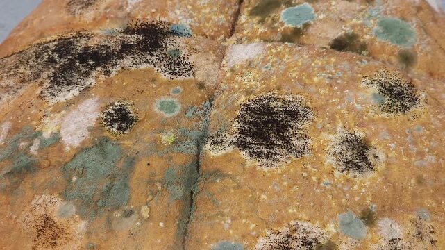 Close-up of moldy bread covered with visible green, white, and black mold growth. Concept of food contamination, spoilage, food safety, expired food, unhealthy food, and household food waste.