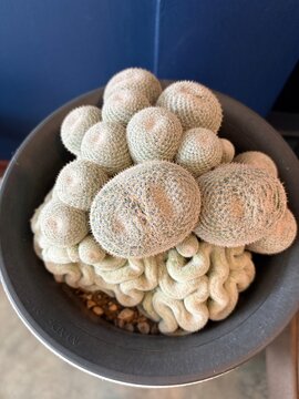 Mammillaria perbella cristata cactus