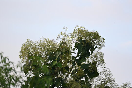 Teak or Tectona grandis tree flowers. It is a tropical hardwood tree species in the family Lamiaceae. It is a large, deciduous tree.