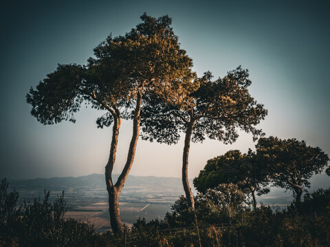 Aleppo Pine Trees Overlooking Mitidja Valley In Tipaza Algeria

