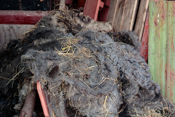Close up of unwashed natural sheep fleece and straw in a traditional agricultural shed © Olha K