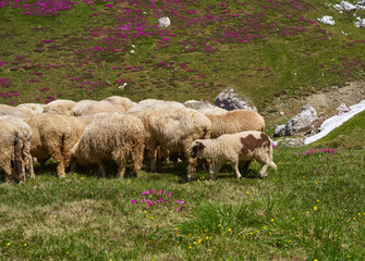 Spotted lamb with sheep flock © Xalanx