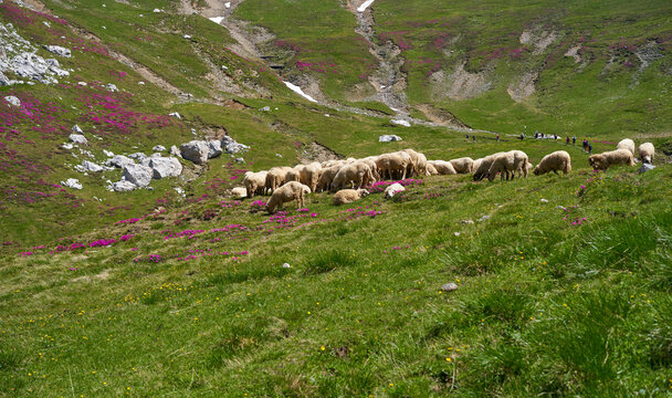 Sheep grazing among rhododendrons in Bucegi