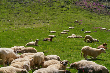 Large sheep flock on alpine pasture © Xalanx
