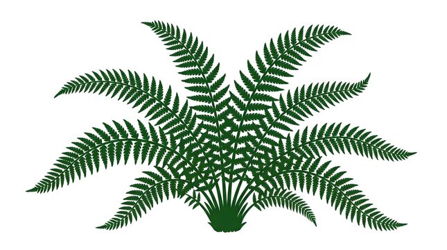 Elegant green fern botanical icon isolated on white background design