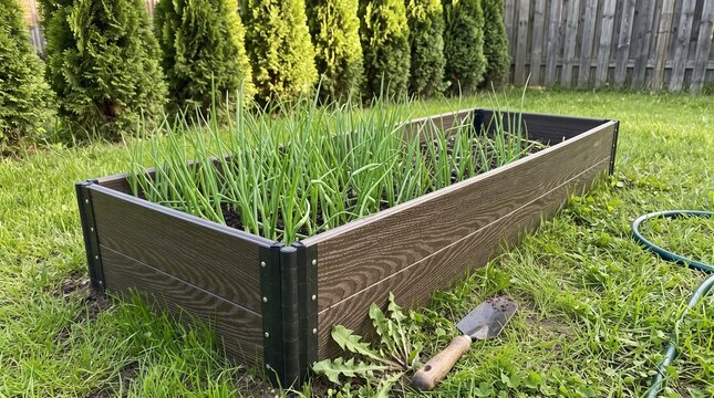 raised wooden garden bed with green seedlings on backyard lawn