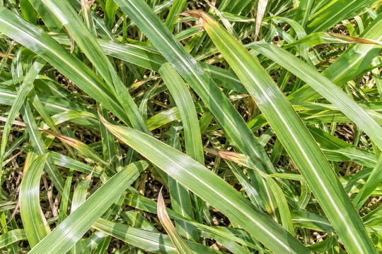 Overhead view of overlapping green sugarcane leaves in an Okinawan field under bright sunlight