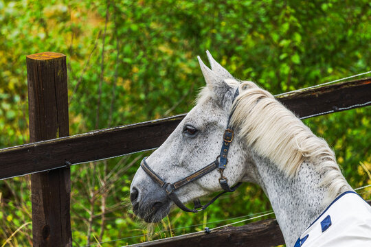 Close-up view of speckled horse wearing halter beside wooden fence against leafy background. Sweden.